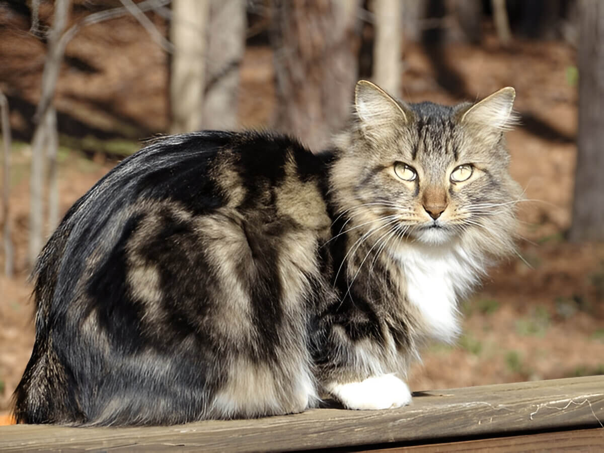 American Bobtail Characteristics Care And More