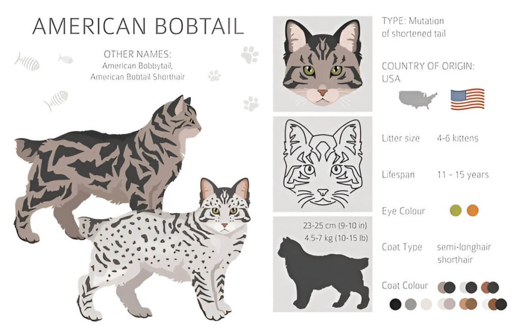 Physical Characteristics Of The American Bobtail