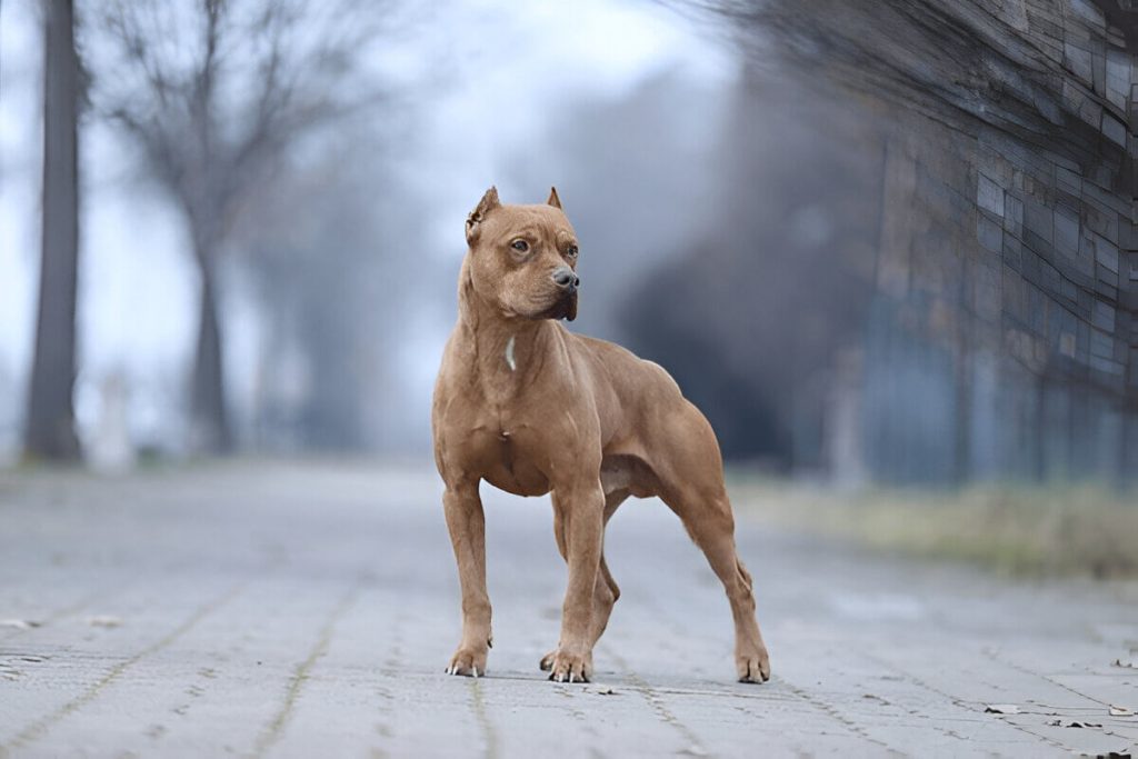 What You Need To Know About American Pitbulls