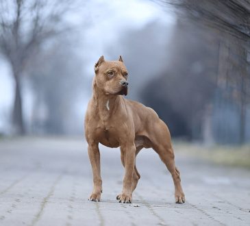 What You Need To Know About American Pitbulls