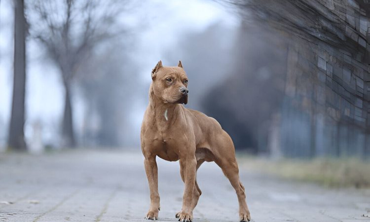 What You Need To Know About American Pitbulls